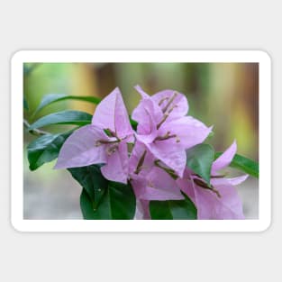 Pink Flower Sticker